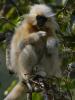 Golden Langur