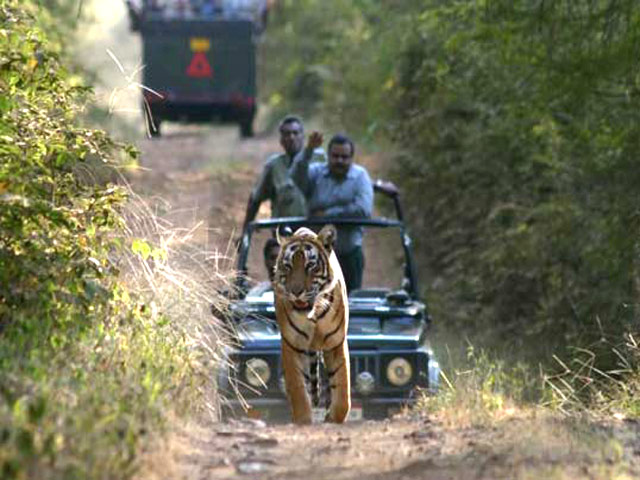 Cost of jeep safari at ranthambore #4