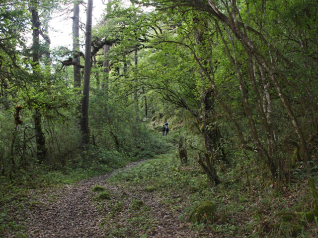 trail_wood