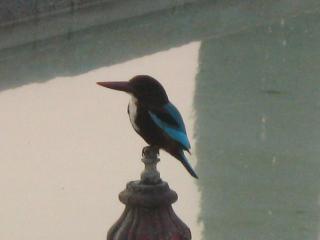 Beautiful Bird of Jaipur