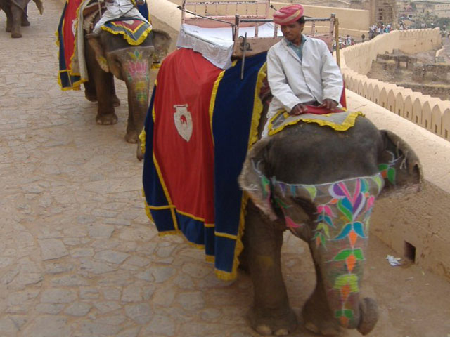 Elephant Ride At Amer Fort, Jaipur