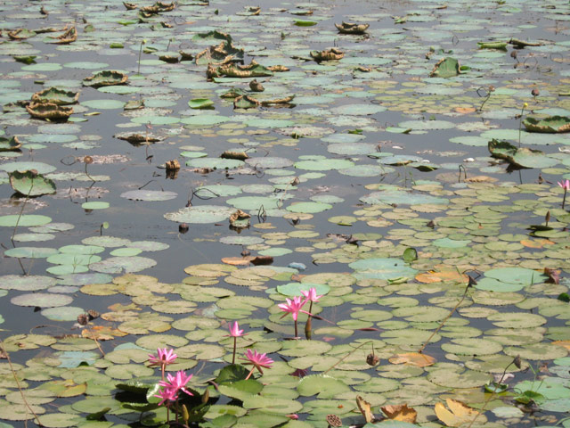Lotus Flower-Agra 