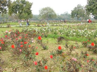 Zakir Hussain Rose Garden 