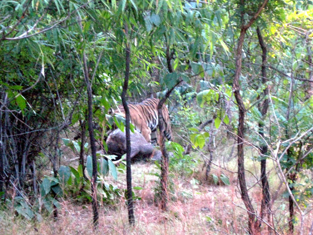 Hunting tiger at Bandhavgarh