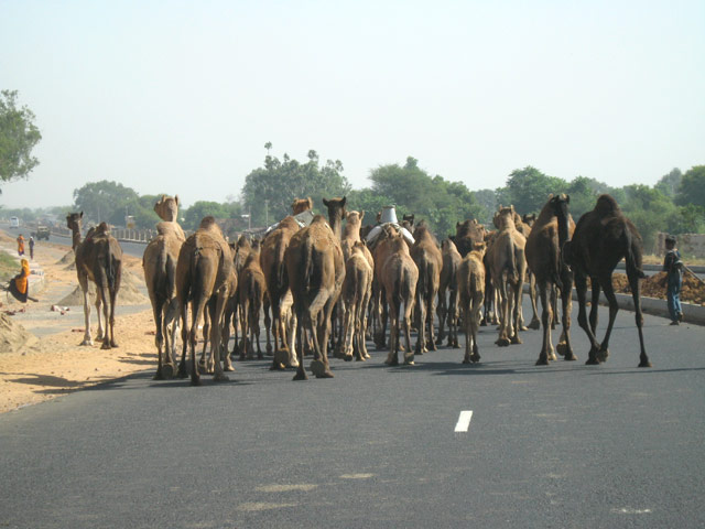 Camels Orchha