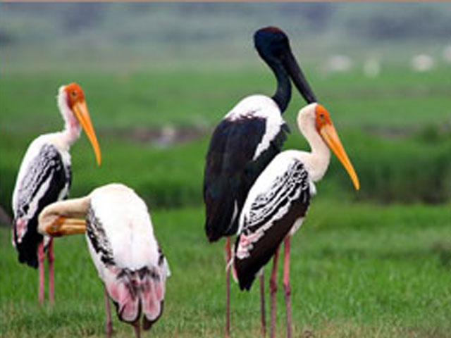 Keoladeo Ghana National Park, Bharatpur, Rajasthan, India