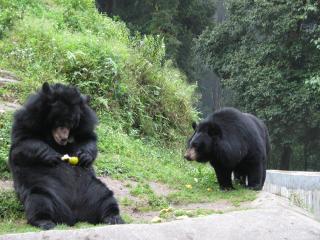 Darjeeling Zoo 