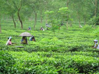 Happy Valley Tea Estate 