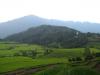 Rice Field- Sikkim