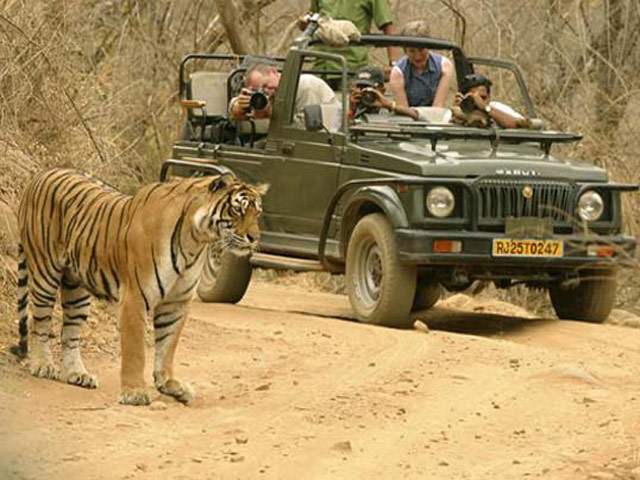 Jeep Safari -Ranthambore