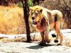 Lion -Bandhavgarh