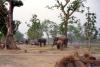 Chitwan Elephant Camp