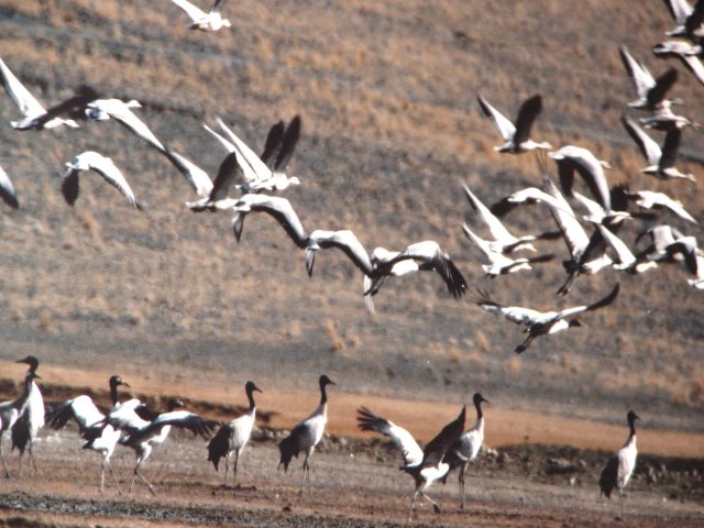 black necked crane phobjikha valley gangtey