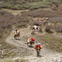 86 Windhorse Tours