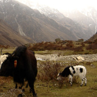 Laya2 Windhorse Tours