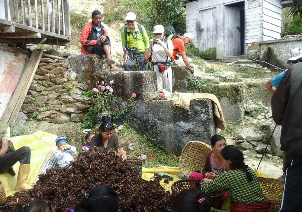 Darjeeling Sikkim & Barsey Sanctuary Walking Tour Darjeeling Sikkim & Barsey Sanctuary Walking Tour
