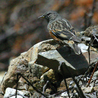 alpine accentor Windhorse Tours