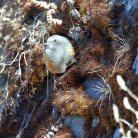 alpine accentor Windhorse Tours