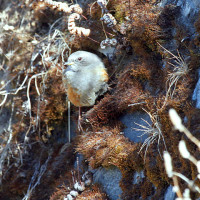 alpine accentor Windhorse Tours