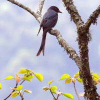 ash drongo Windhorse Tours