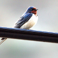 barn Swallow Windhorse Tours