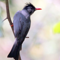 black bulbul Windhorse Tours