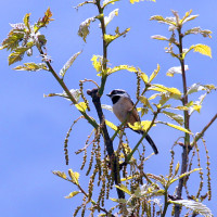 black throated tit Windhorse Tours