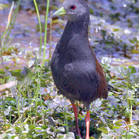 blacktailed crake Windhorse Tours