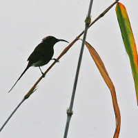 blackthroated sunbird Windhorse Tours
