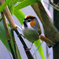blackthroated parrotbill Windhorse Tours