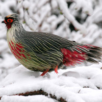 blood pheasant2 Windhorse Tours