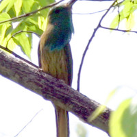 blue bearded beeeater Windhorse Tours