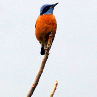 blue capped rockthrush Windhorse Tours