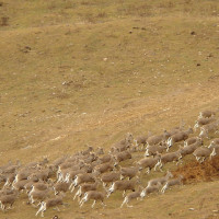 bluesheepyakshatrek Windhorse Tours