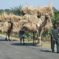 camels05120705 Windhorse Tours