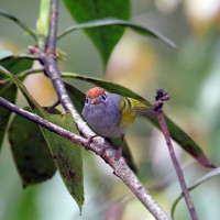 chestnut crowned warbler Windhorse Tours