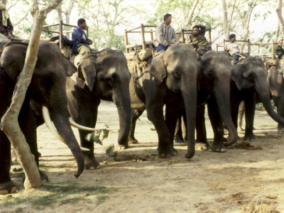 chitwan Windhorse Tours