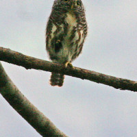 collared owlet Windhorse Tours