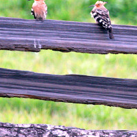 common hoopoe Windhorse Tours