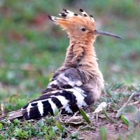 common hoopoe Windhorse Tours