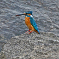 common kingfisher Windhorse Tours