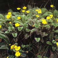 common potentilla Windhorse Tours