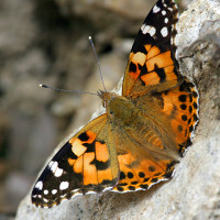 cosmopolite butterfly Windhorse Tours