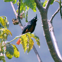 crested bunting Windhorse Tours
