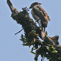 crested goshawk Windhorse Tours