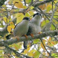 cutias Windhorse Tours