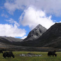 danji Windhorse Tours