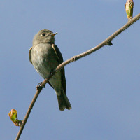 darksided flycatcher Windhorse Tours