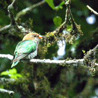 emerald cuckoo Windhorse Tours