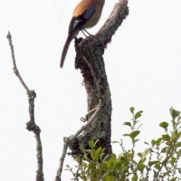 eurasian jay Windhorse Tours